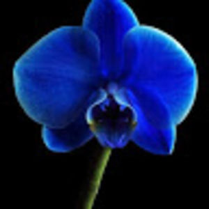 Meet your Posher, Ingrid